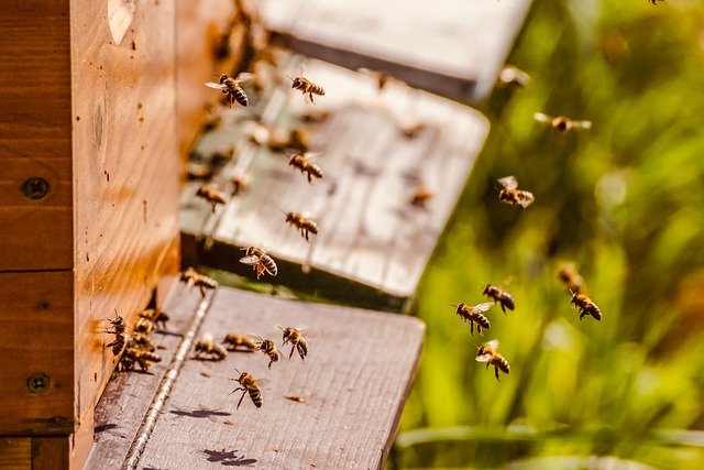 Bienenpatenschaft & Honig Madonnenländchen-Imkerei 1 Bienen - Patenschaft - Honig